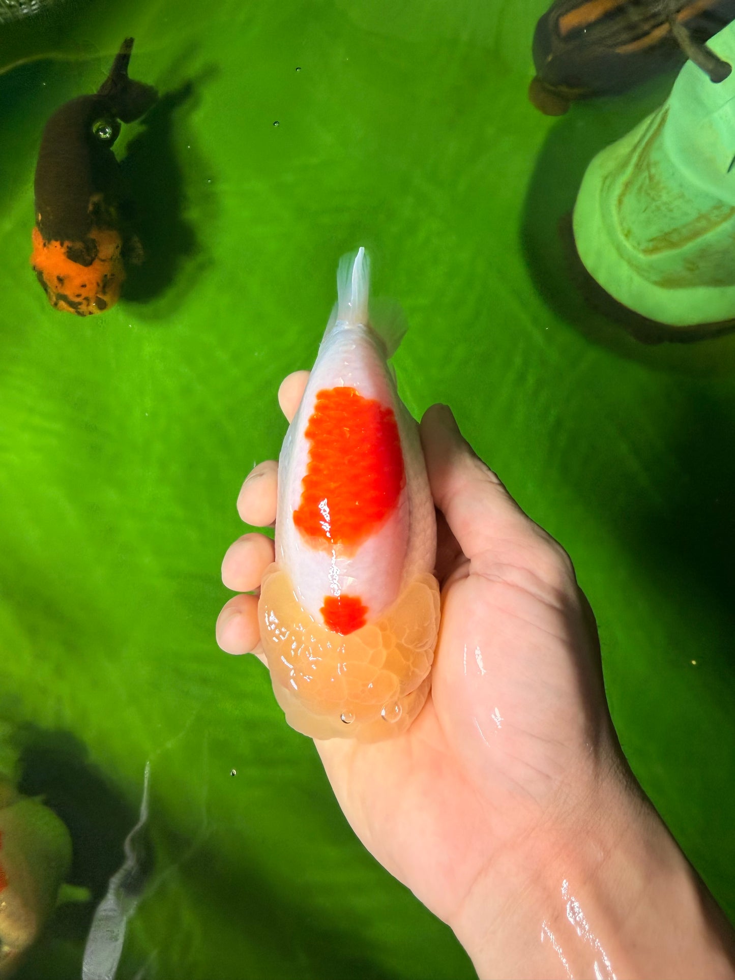 A Grade Red White LionQueen 5 inches #041026LC_14