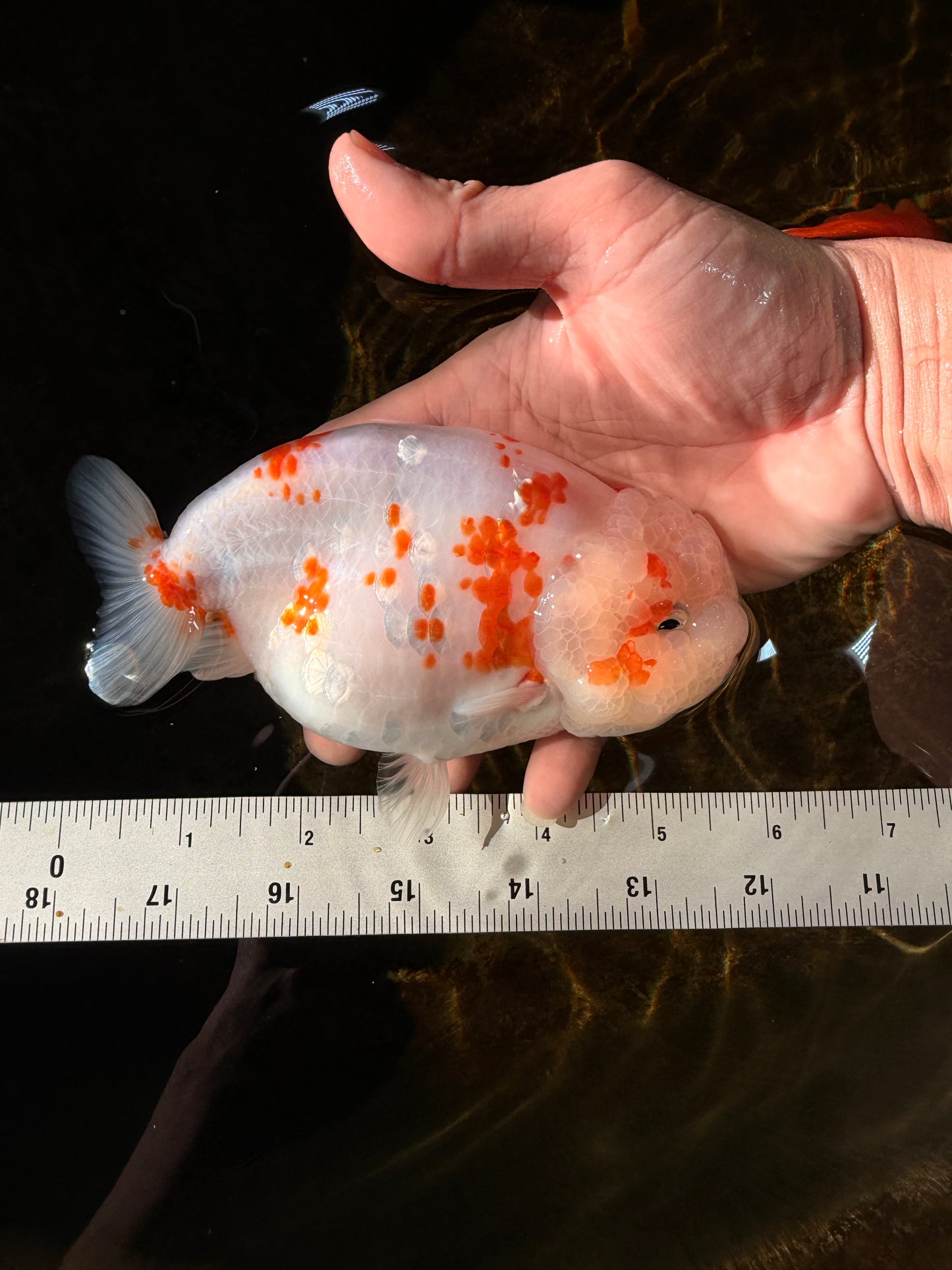 BEAUTY A Grade Kohaku Sakura LionQueen 5.5  inches #102425LC_08