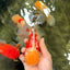 AAA Grade Red White Oranda Male 6 inches #080726OR_13