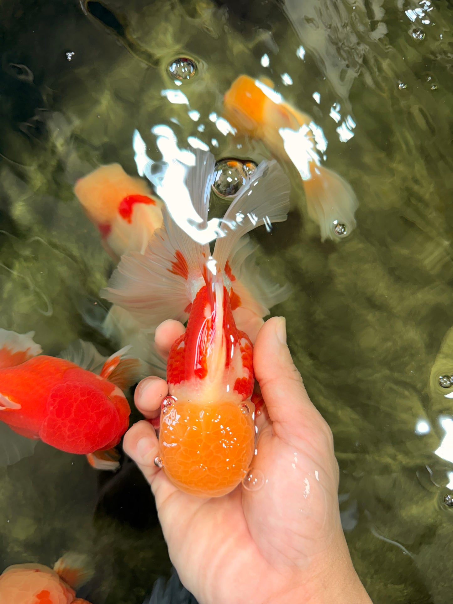 AAA Grade Red White Oranda Male 6 inches #080726OR_13