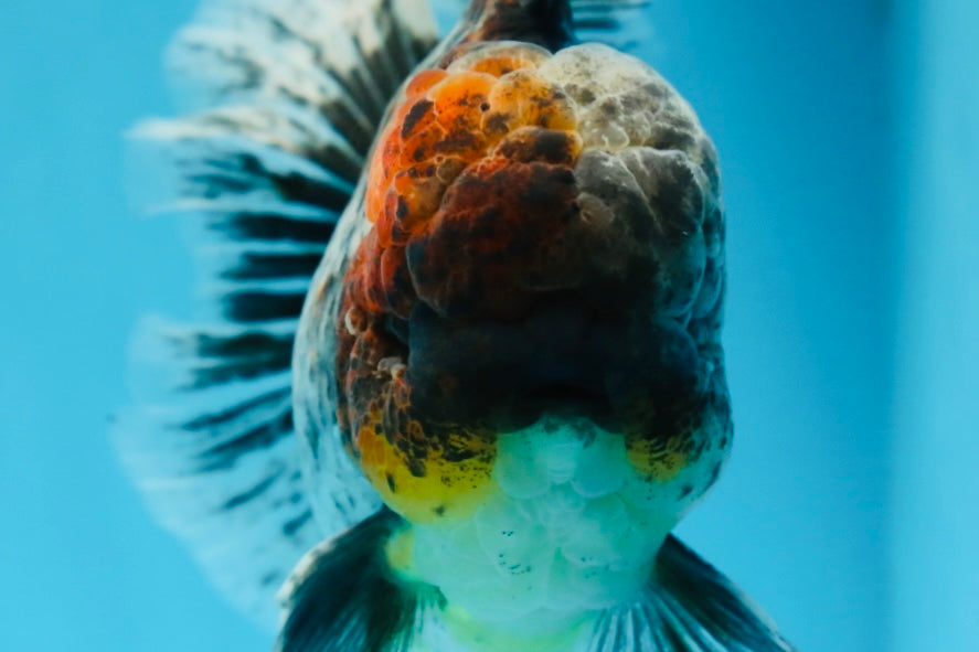 A Grade Kirin Oranda Male 6 inches #080125OR_09