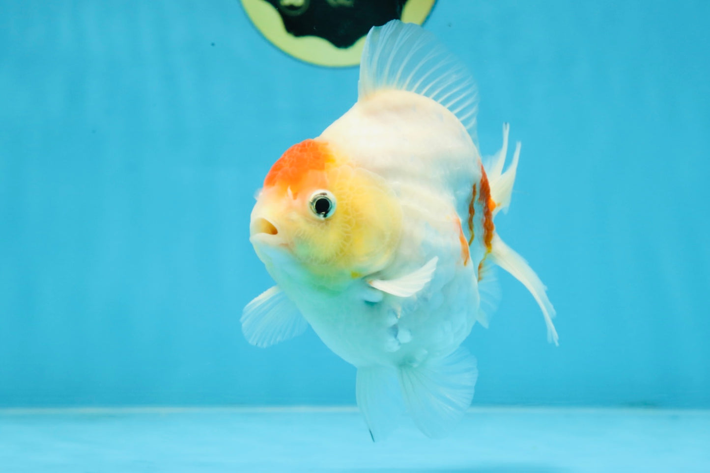 A Grade Young Godzilla Tancho Sakura Yuanbao Male 4.5 inches #101725YB_26