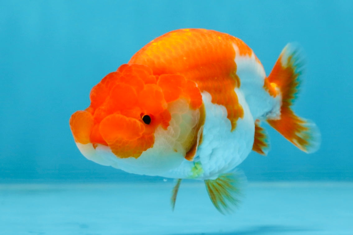 AAA Grade Red White LionQueen 4 inches #101725LC_08