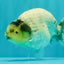 A Grade Diamond Scale Sakura Ranchu Male 5 inches #073126RC_11