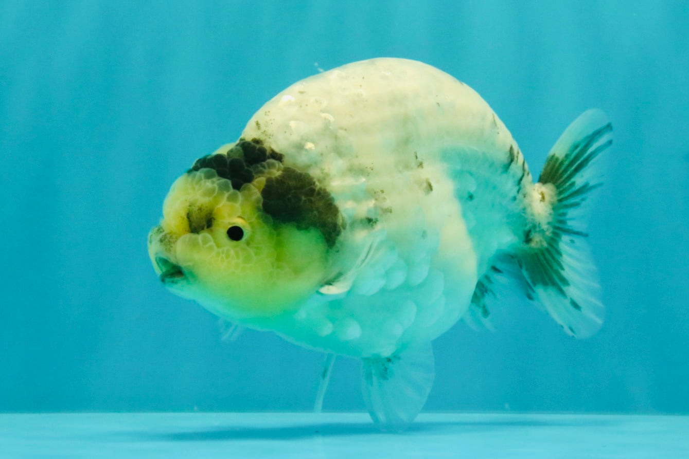 A Grade Diamond Scale Sakura Ranchu Male 5 inches #073126RC_11