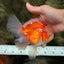 CHONKY A Grade Red White Oranda Male 6 inches #081426OR_06