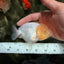 White LionChu Female 4-4.5 inches #042426LC_18