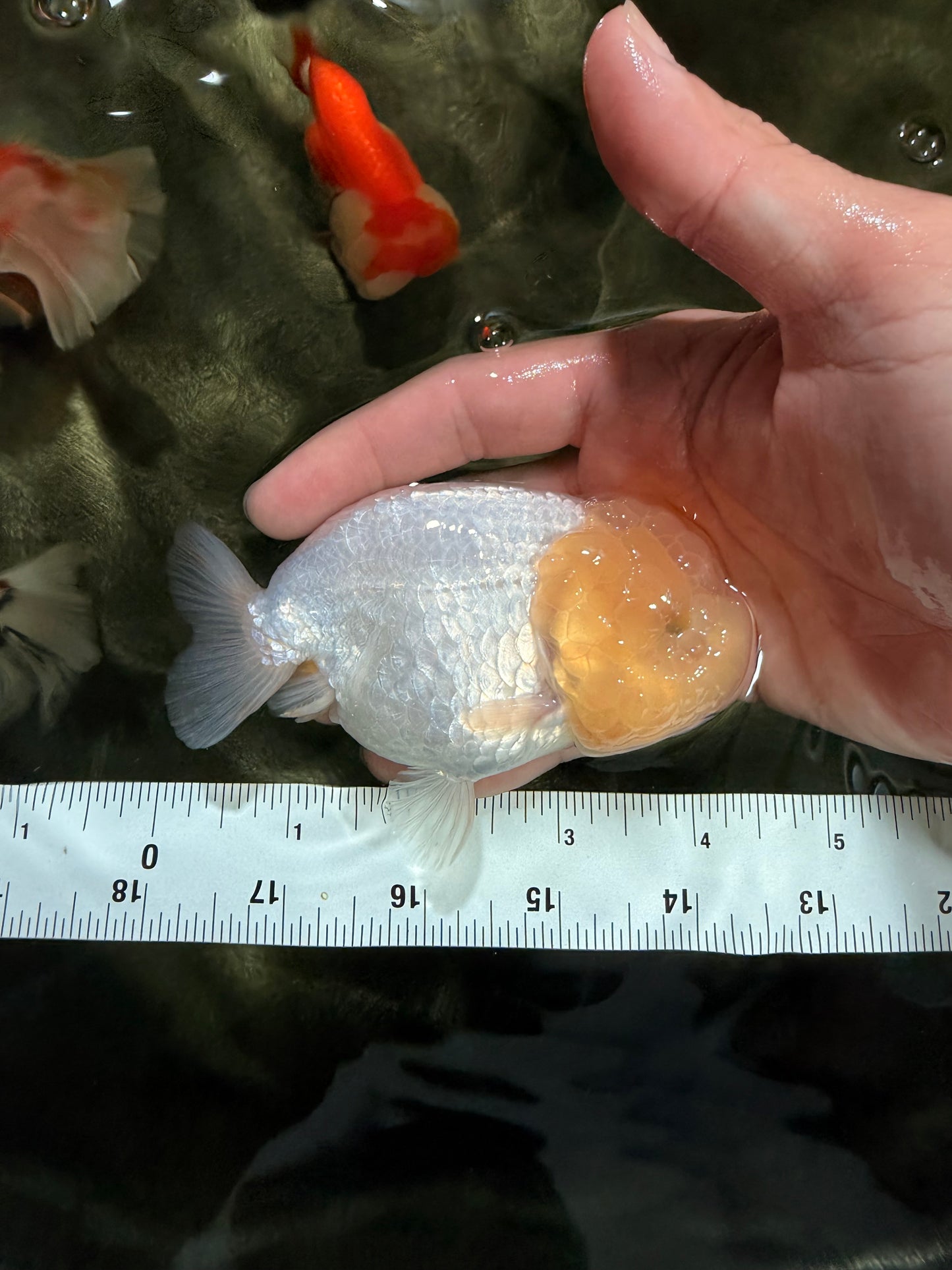 White LionChu Female 4-4.5 inches #042426LC_18