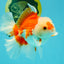 A Grade Red White Oranda Male 6 inches #041726OR_20