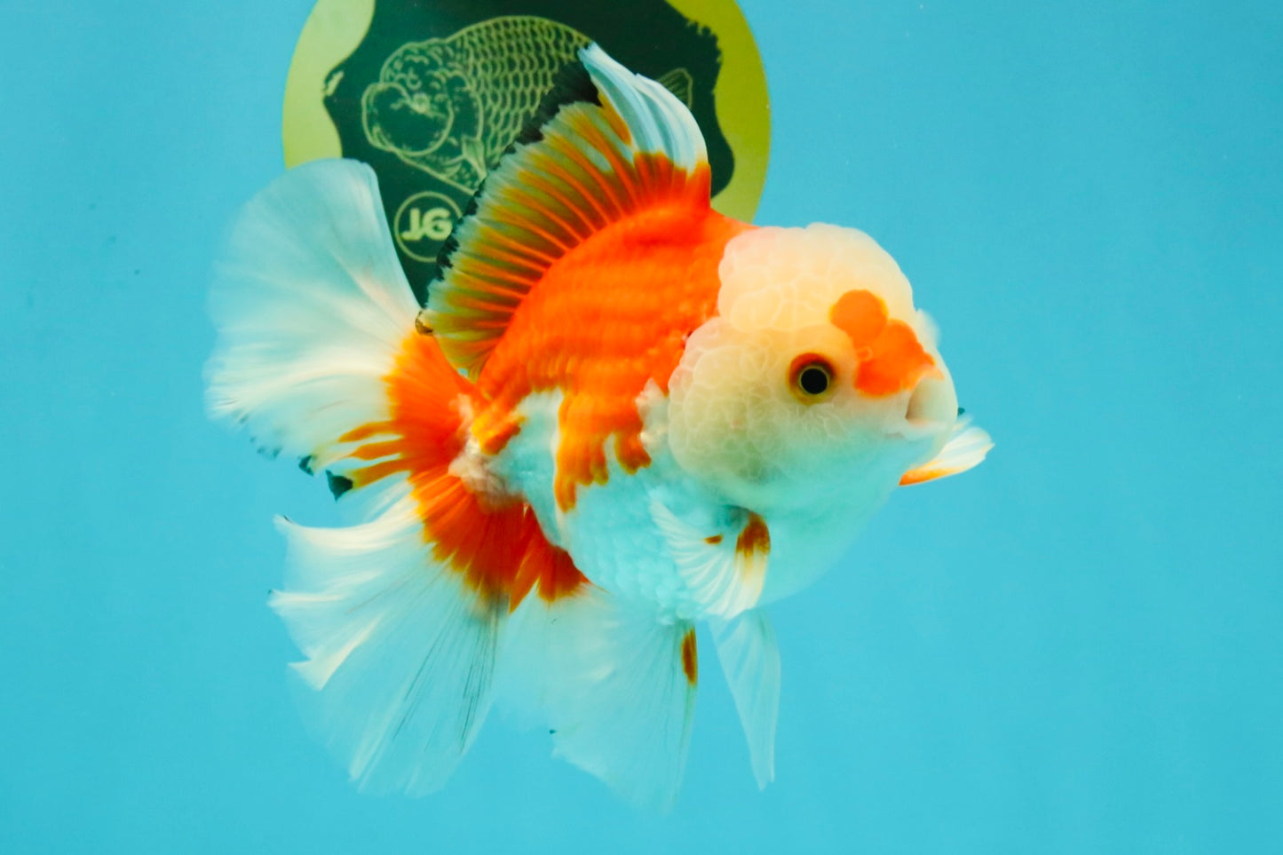 A Grade Red White Oranda Male 6 inches #041726OR_20