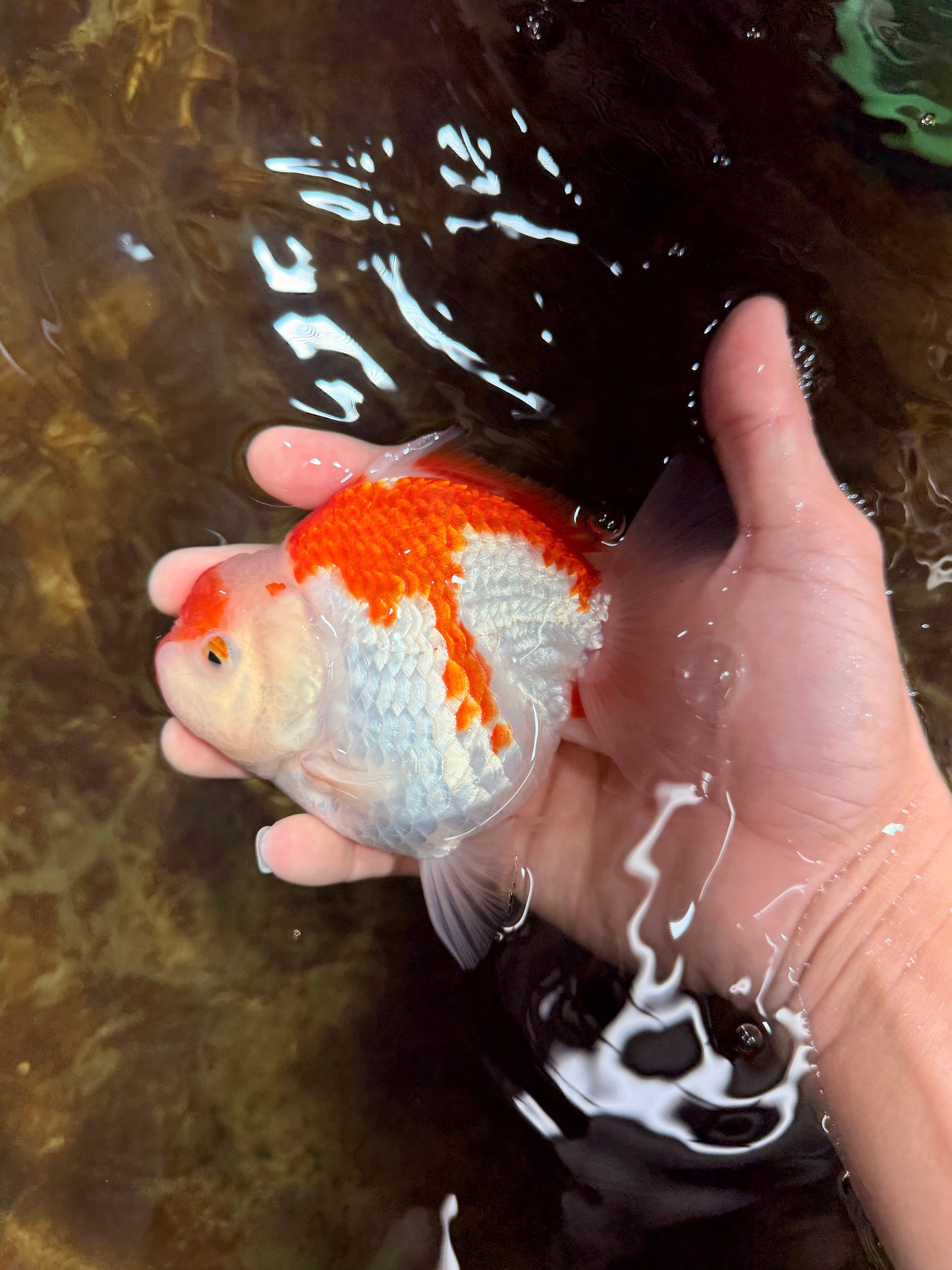 BIG WEN A Grade Red White Yuanbao Female 5 inches #112825YB_16