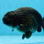 A Grade Black LionKing 5-5.5 inches #070425LC_07