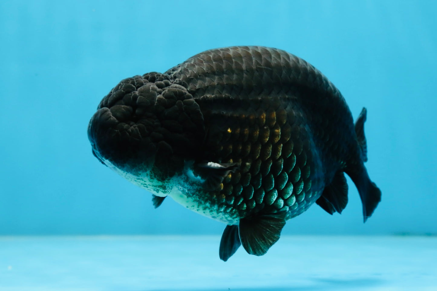 A Grade Black LionKing 5-5.5 inches #070425LC_07