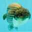 A Grade Blue Ranchu Male 6.5-7 inches #101626RC_24