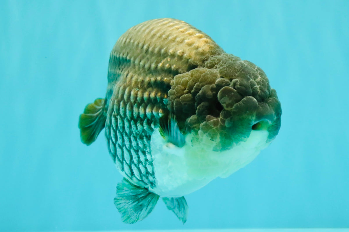 A Grade Blue Ranchu Male 6.5-7 inches #101626RC_24