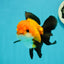 Apache (Black Orange) Oranda Female 4.5 inches #110124OR_05