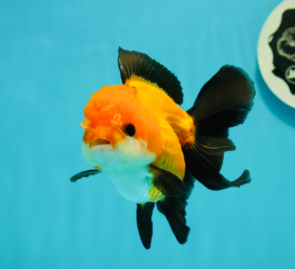 Apache (Black Orange) Oranda Female 4.5 inches #110124OR_05