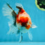 A Grade Chonky Sakura Oranda Female 5-5.5 inches #071125OR_11