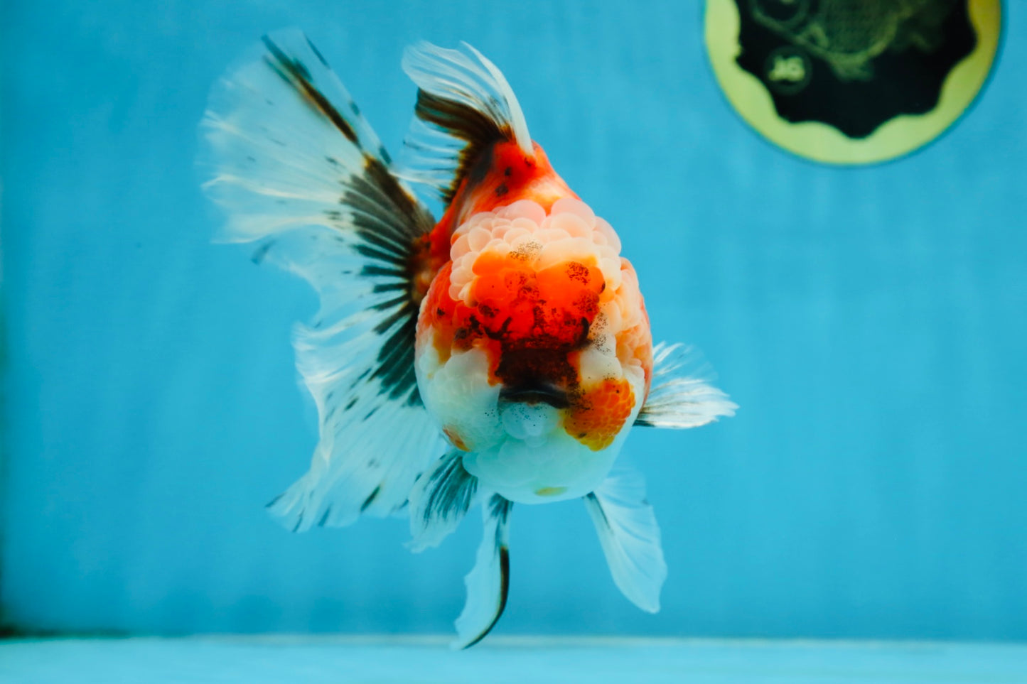 A Grade Chonky Sakura Oranda Female 5-5.5 inches #071125OR_11