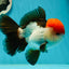 AAA Grade Cheeky Tricolor Oranda Male 5.5 inches #110124OR_15