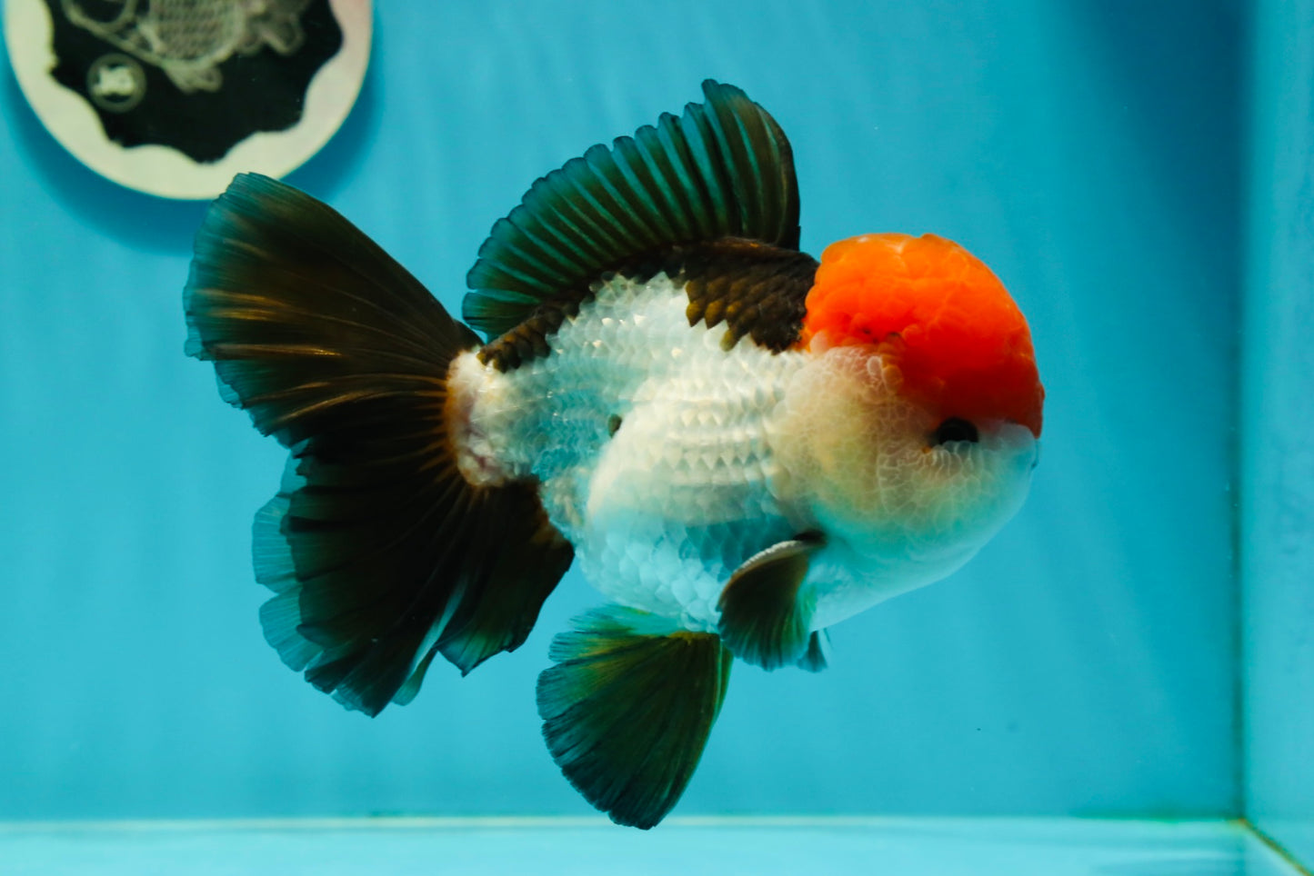 AAA Grade Cheeky Tricolor Oranda Male 5.5 inches #110124OR_15