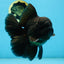 CHONKY AAA Grade Godzilla Black Oranda Male 6  inches #082225OR_13