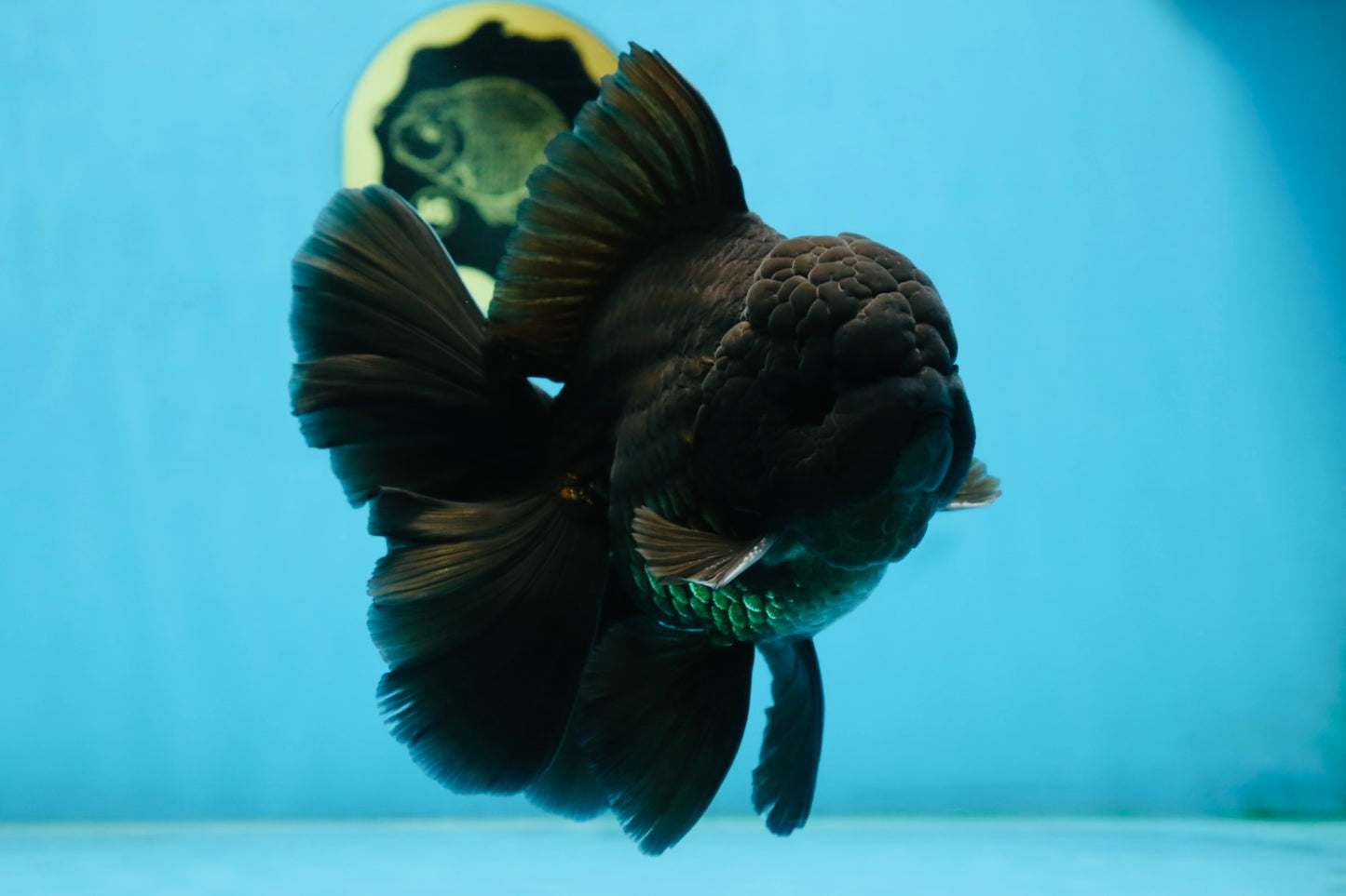 CHONKY AAA Grade Godzilla Black Oranda Male 6  inches #082225OR_13