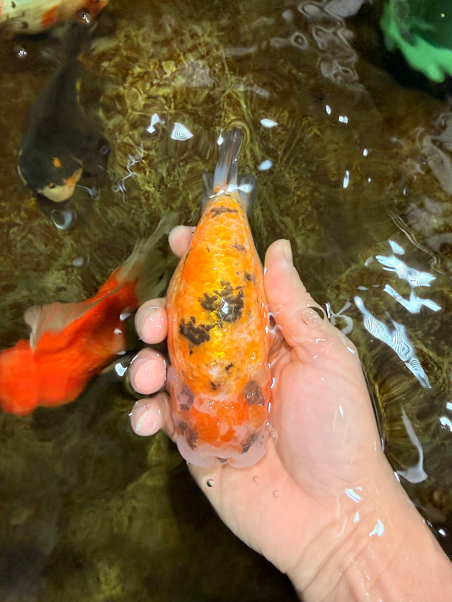 ADORABLE Sakura LionChu Female 5-5.5 inches #121925LC_07