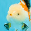PUPPY A Grade Tricolor Oranda Female 7 inches #040326OR_07