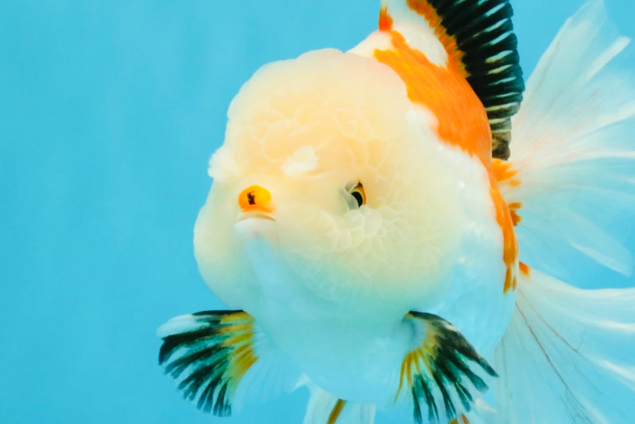 PUPPY A Grade Tricolor Oranda Female 7 inches #040326OR_07