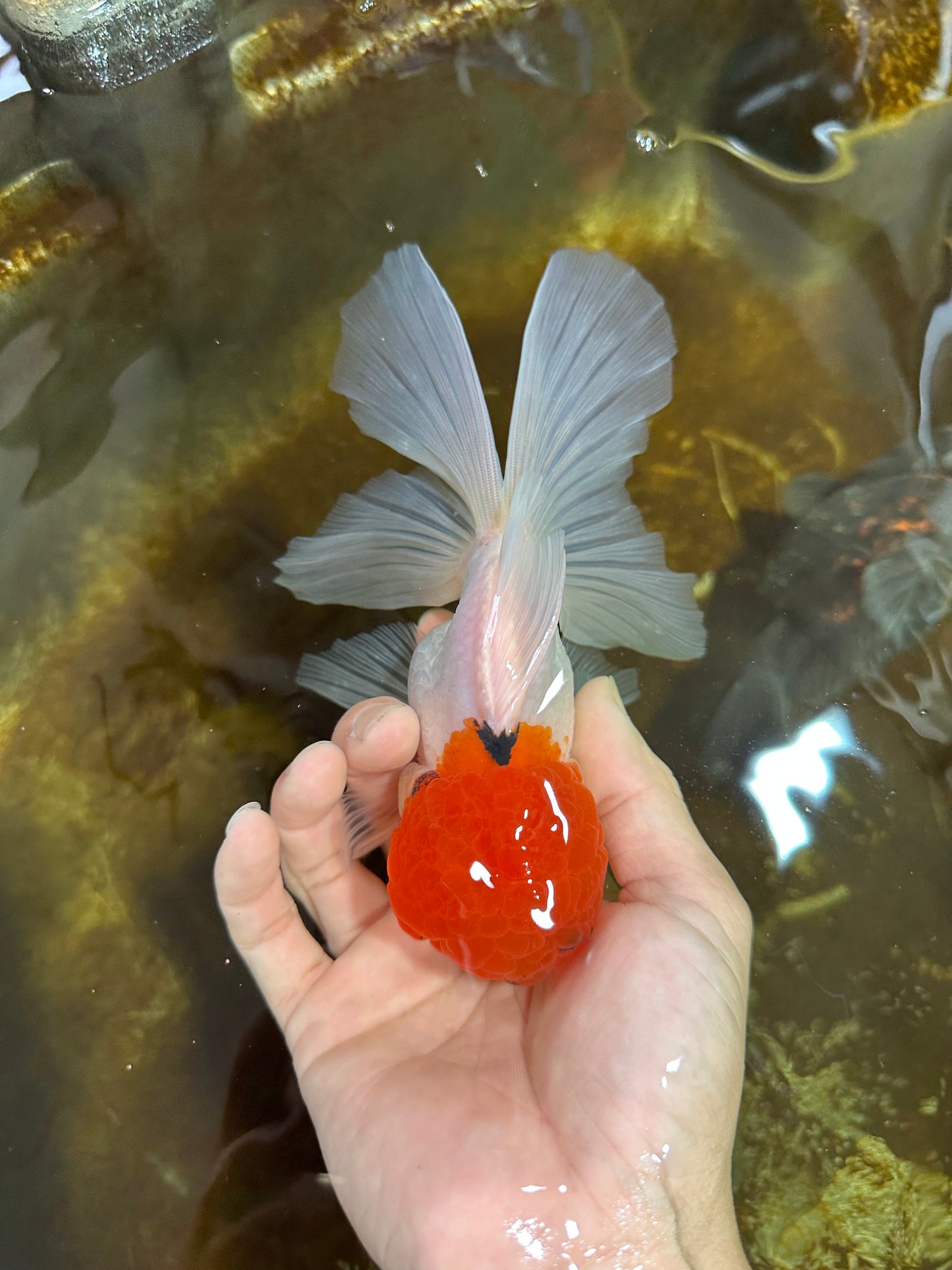 MARIO Red Cap Oranda Male 5-5.5 inches #072525OR_15