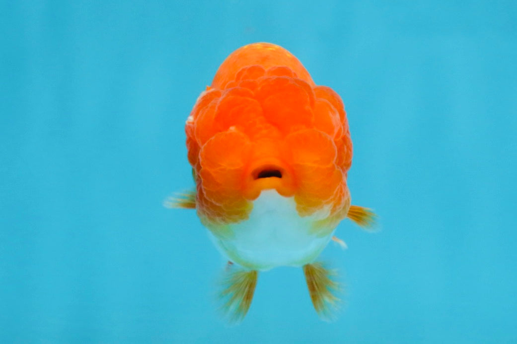 A Grade Red White LionQueen 4 inches #112125LC_14