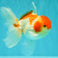 A Grade Kohaku Red White Oranda Male 5.5-6 inches #082126OR_02