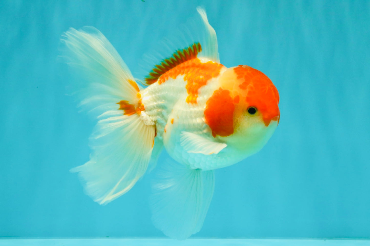 A Grade Kohaku Red White Oranda Male 5.5-6 inches #082126OR_02