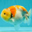 AAA Grade Chonky Lemonhead Sakura LionKing 4.5 inches #110824LC_29