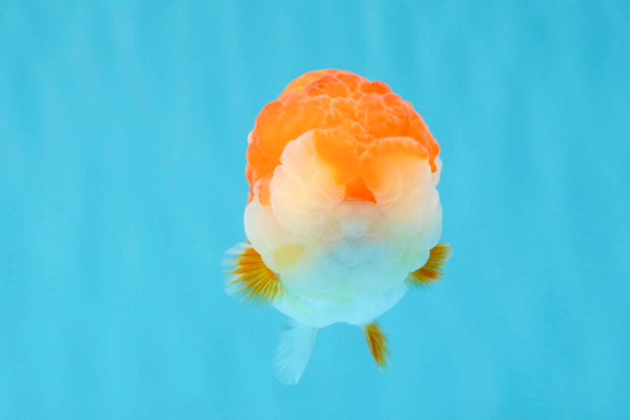 A Grade Red White LionQueen 4-4.5 inches #032726LC_14