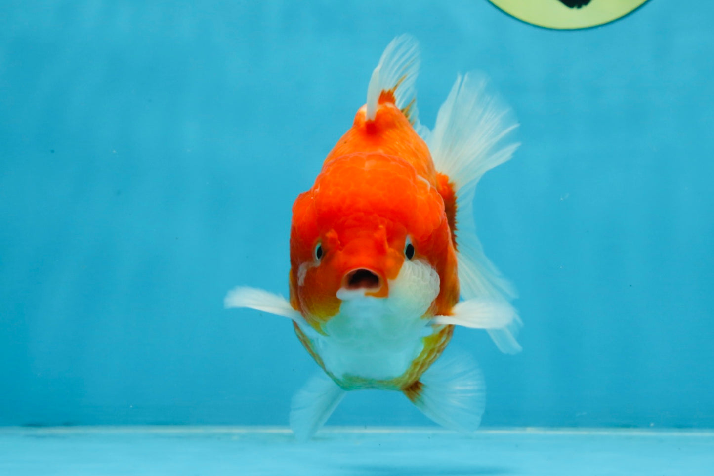 A Grade Red Sakura Yuanbao Male 4.5 inches #103125YB_30