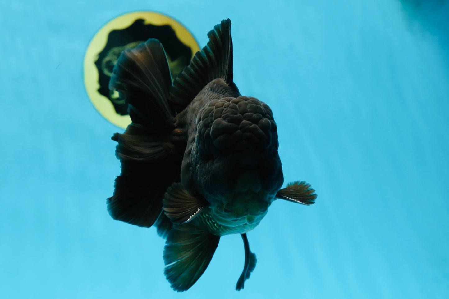 AAA Grade VERY SPECIAL Godzilla Black Oranda Male 5-5.5 inches #051625OR_18