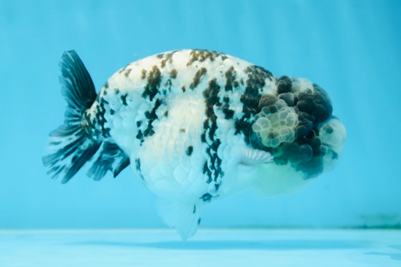 AAA Grade UNIQUE White Tiger LionQueen 4.5-5 inches #090525LC_03