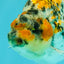 AAA Grade Special Tricolor Tiger Ranchu Male 4.5-5 inches #062626RC_08