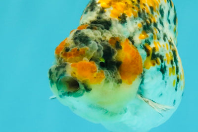 AAA Grade Special Tricolor Tiger Ranchu Male 4.5-5 inches #062626RC_08