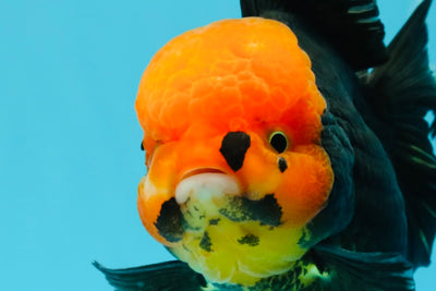 A Grade Red Head Tricolor Oranda Male 5.5-6 inches #030626OR_25