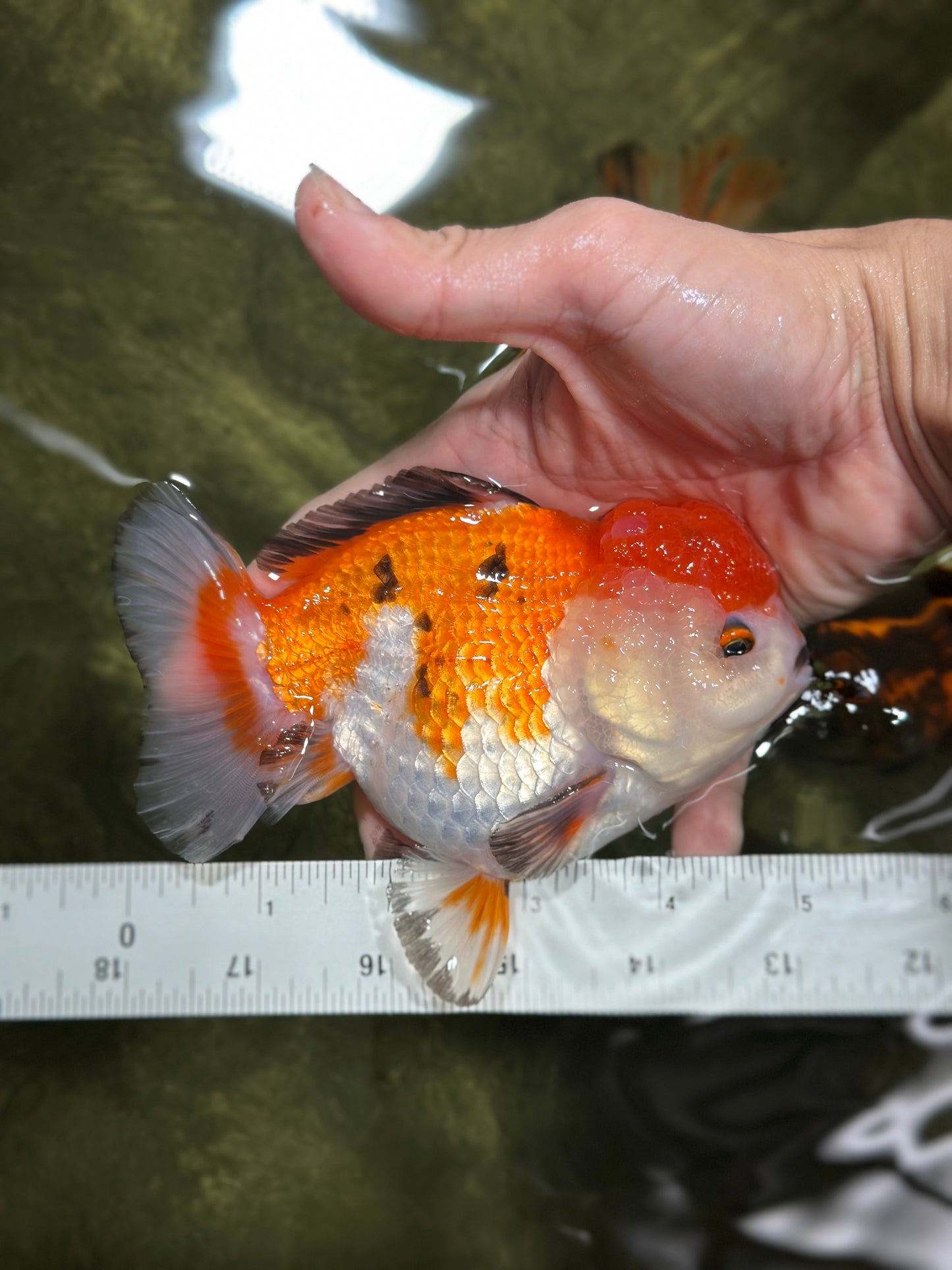 A Grade SUPER CHONKY Tricolor Button Eyes Yuanbao Male 5 inches #122024YB_07