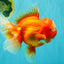 BIG WEN AAA Grade Red White Oranda Male 7.5-8 inches #070326OR_03