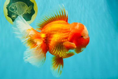 BIG WEN AAA Grade Red White Oranda Male 7.5-8 inches #070326OR_03