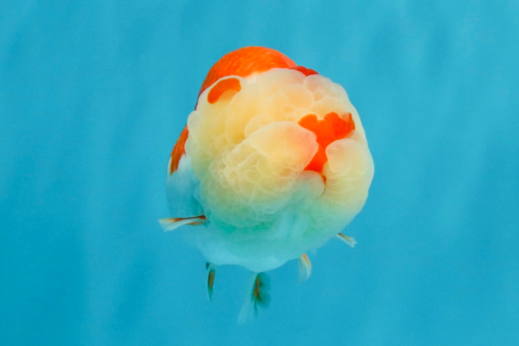 BIG WEN A Grade Red White LionQueen 4.5 inches #041026LC_15