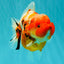 CHARLIE A Grade Kohaku Sakura Yuanbao Female 5-5.5 inches #092526YB_05