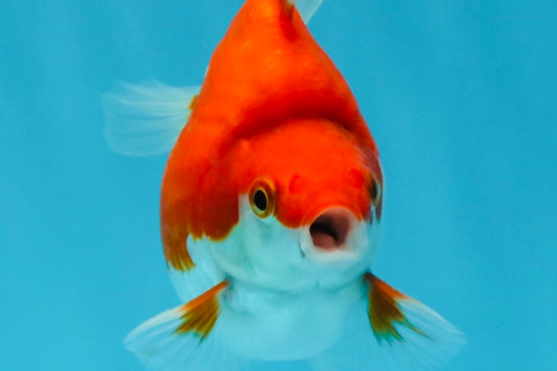 A Grade Red White Ryukin Male 4 inches #032726RK_27