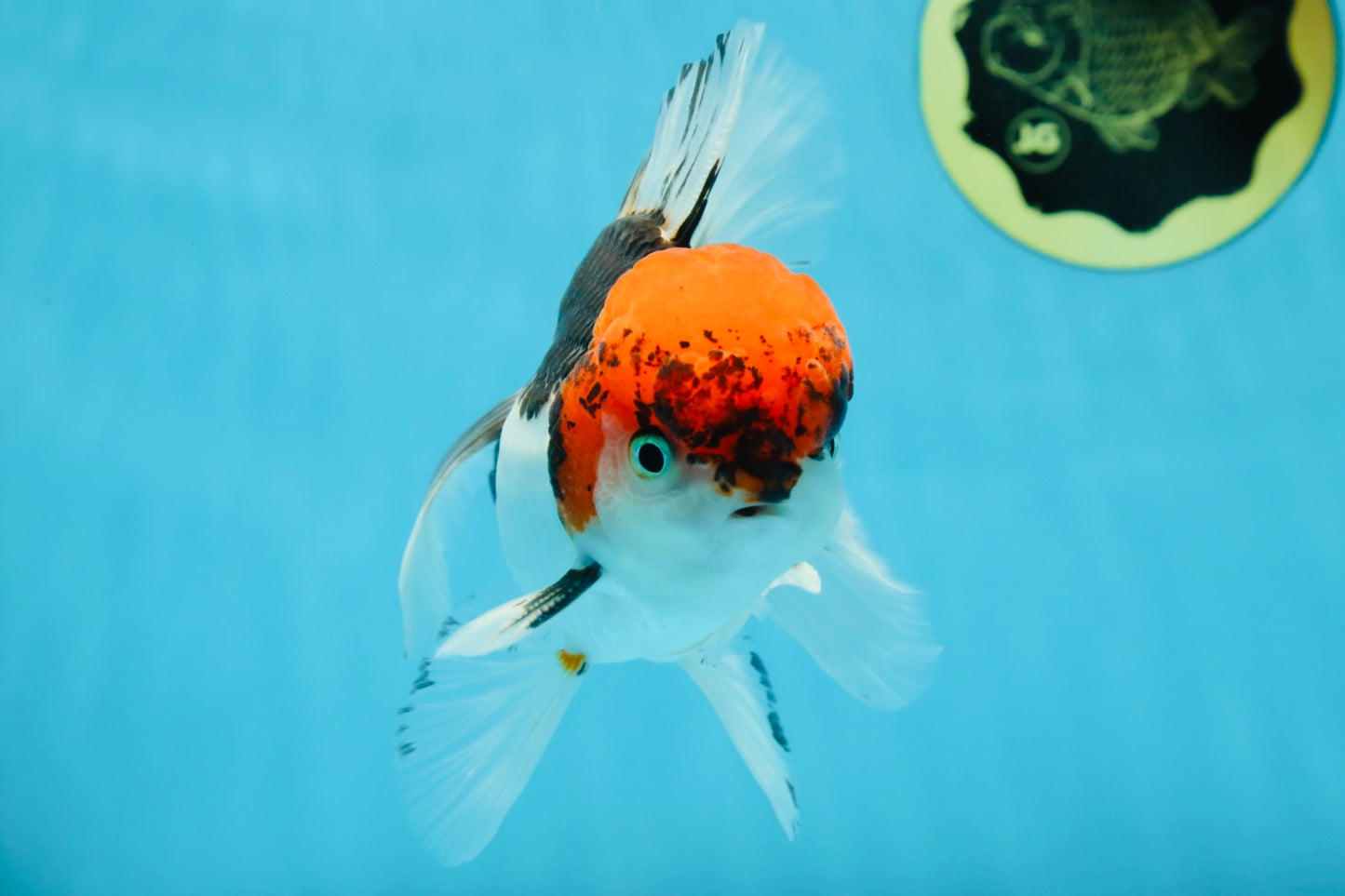 A Grade Tricolor Oranda Male 5.5 inches #060625OR_19