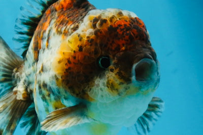 CHONKY A Grade Kirin Oranda Male 5.5 inches #121925OR_13